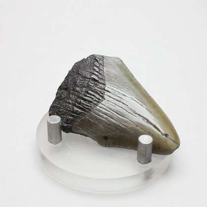 Fossilised Megalodon Tooth ~44mm