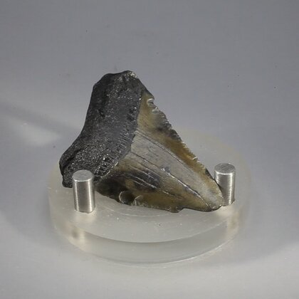 Fossilised Megalodon Tooth ~45mm