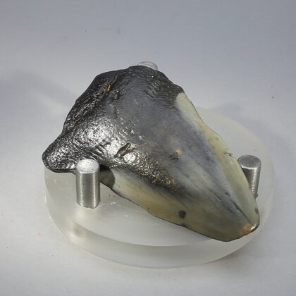 Fossilised Megalodon Tooth ~47mm