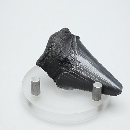 Fossilised Megalodon Tooth ~47mm