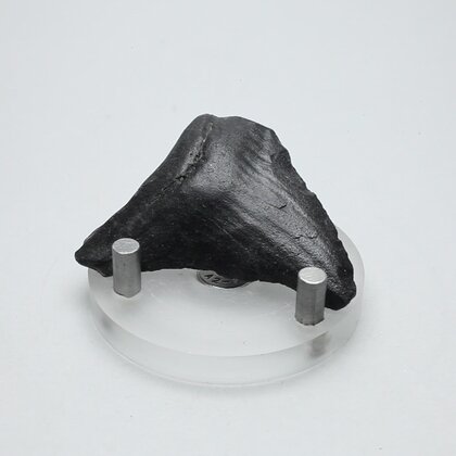 Fossilised Megalodon Tooth ~48mm