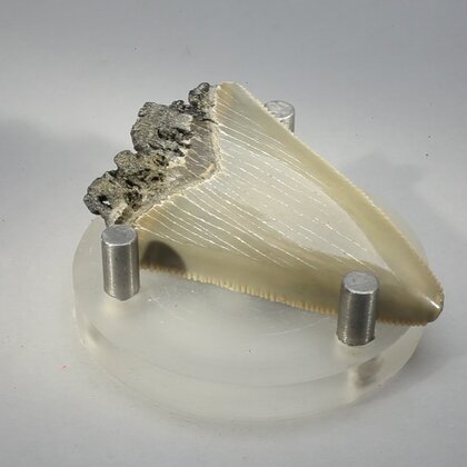 Fossilised Megalodon Tooth ~48mm