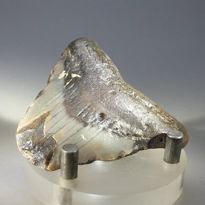 Fossilised Megalodon Tooth ~50mm