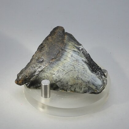 Fossilised Megalodon Tooth ~50mm