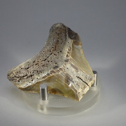Fossilised Megalodon Tooth ~50mm
