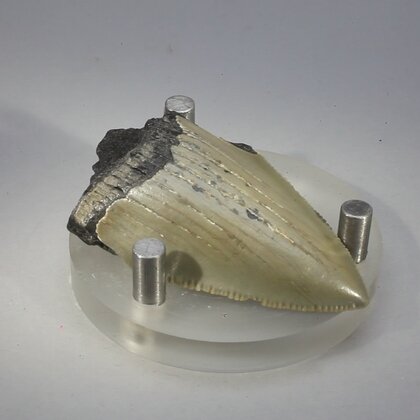 Fossilised Megalodon Tooth ~51mm