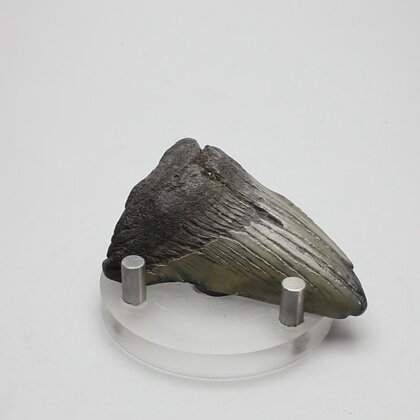 Fossilised Megalodon Tooth ~52mm