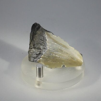 Fossilised Megalodon Tooth ~52mm