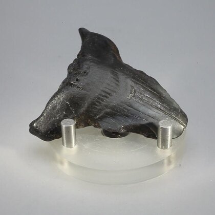 Fossilised Megalodon Tooth ~53mm