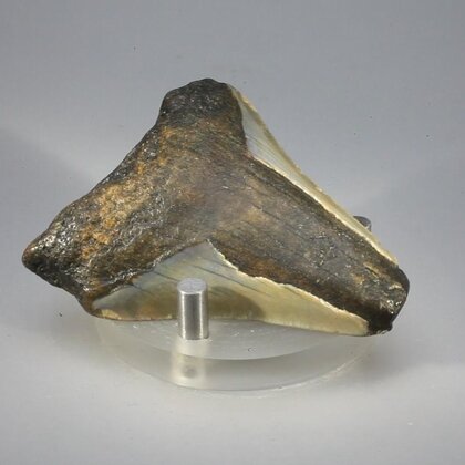 Fossilised Megalodon Tooth ~54mm
