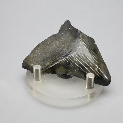 Fossilised Megalodon Tooth ~54mm
