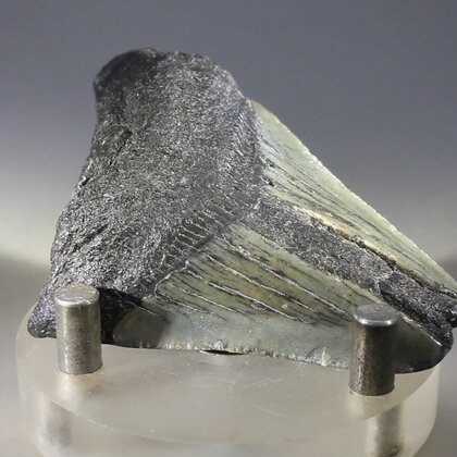 Fossilised Megalodon Tooth ~55mm