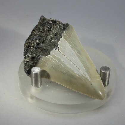 Fossilised Megalodon Tooth ~55mm