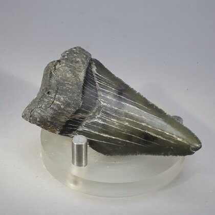 Fossilised Megalodon Tooth ~55mm