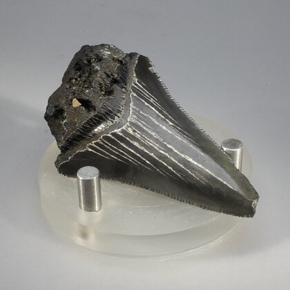 Fossilised Megalodon Tooth ~55mm
