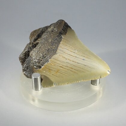 Fossilised Megalodon Tooth ~55mm