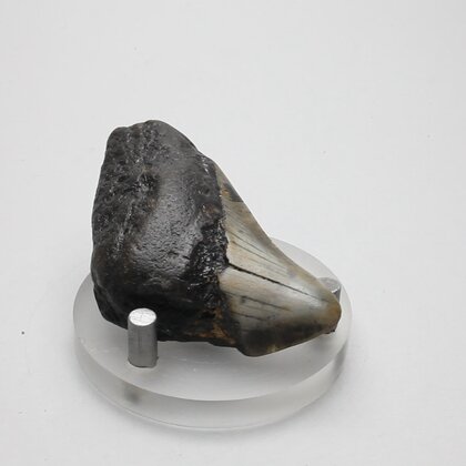 Fossilised Megalodon Tooth ~56mm