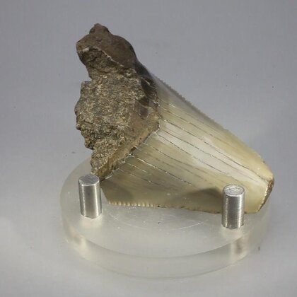 Fossilised Megalodon Tooth ~56mm