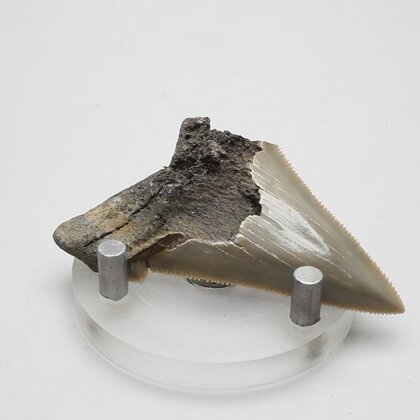 Fossilised Megalodon Tooth ~60mm