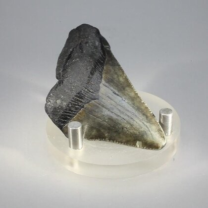 Fossilised Megalodon Tooth ~60mm