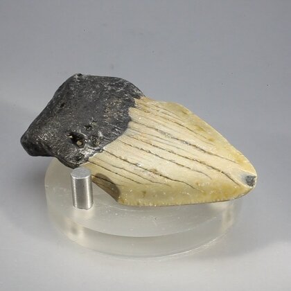 Fossilised Megalodon Tooth ~61mm