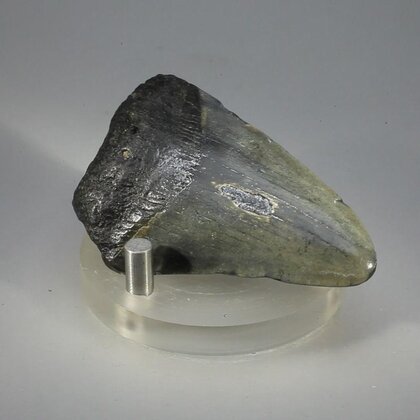 Fossilised Megalodon Tooth ~61mm