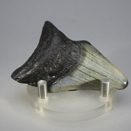 Fossilised Megalodon Tooth ~61mm