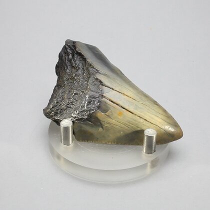 Fossilised Megalodon Tooth ~62mm