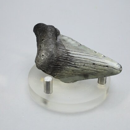 Fossilised Megalodon Tooth ~62mm