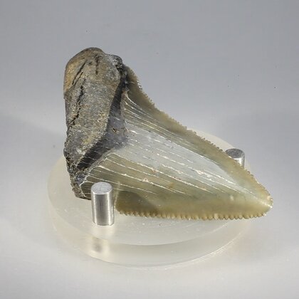 Fossilised Megalodon Tooth ~63mm