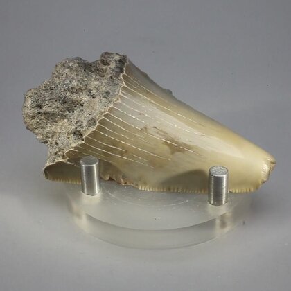 Fossilised Megalodon Tooth ~63mm