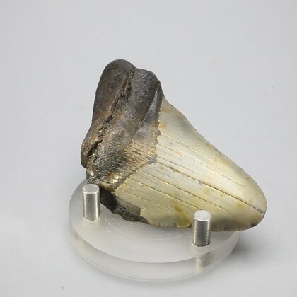 Fossilised Megalodon Tooth ~64mm