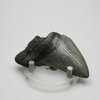 Fossilised Megalodon Tooth ~64mm