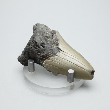 Fossilised Megalodon Tooth ~66mm