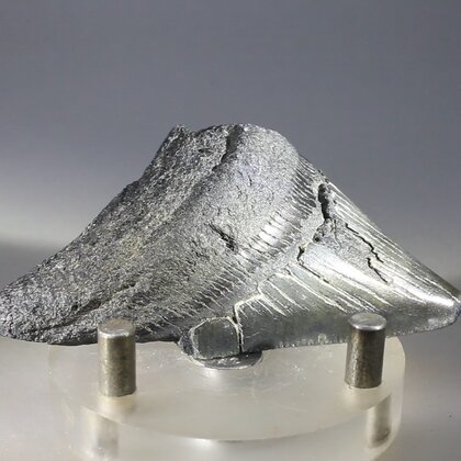 Fossilised Megalodon Tooth ~66mm