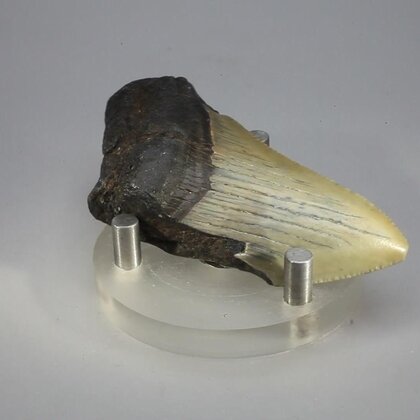 Fossilised Megalodon Tooth ~69mm