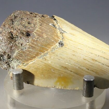 Fossilised Megalodon Tooth ~70mm