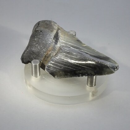 Fossilised Megalodon Tooth ~70mm