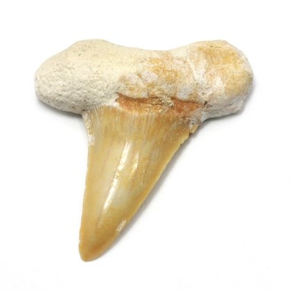 Fossilised Otodus Shark Tooth - Large