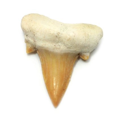 Fossilised Otodus Shark Tooth - Medium