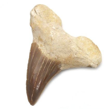 Fossilised Otodus Shark Tooth - Extra Large