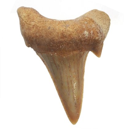 Fossilised Shark Tooth - Large