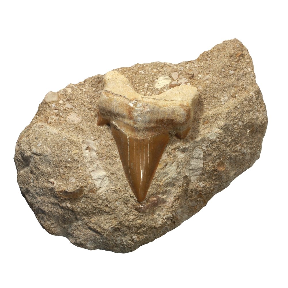 Fossilised Shark Tooth on Matrix