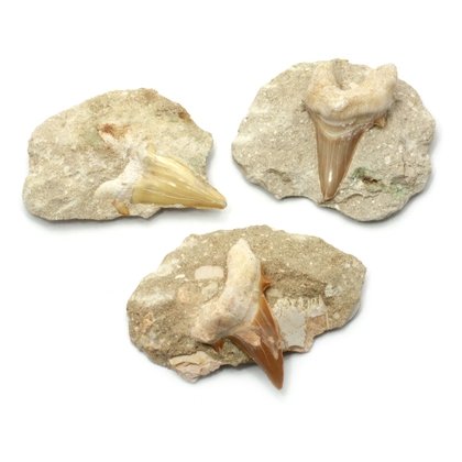 Fossilised Shark Tooth on Matrix