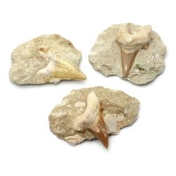 Fossilised Shark Tooth on Matrix