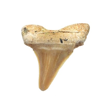 Fossilised Otodus Shark Tooth - Small