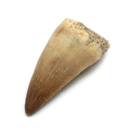 Fossilised Mosasaur Tooth - Large