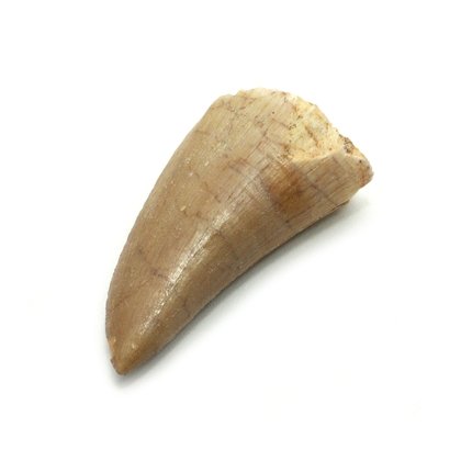 Fossilised Mosasaur Tooth - Small