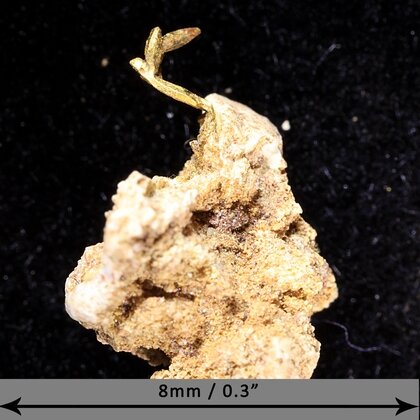 Gold Crystal - Micro Specimen