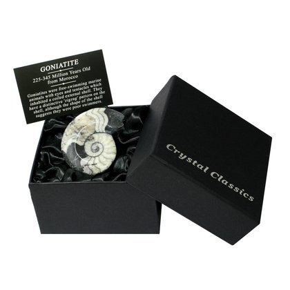 Goniatite Fossil Gift Box - Small